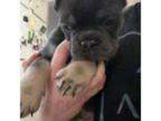 French Bulldog Puppy for sale in Schaumburg, IL, USA