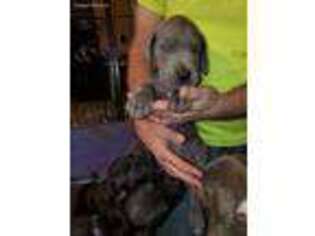 Great Dane Puppy for sale in Walkerton, IN, USA
