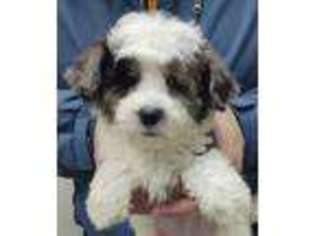 Mutt Puppy for sale in Menomonee Falls, WI, USA