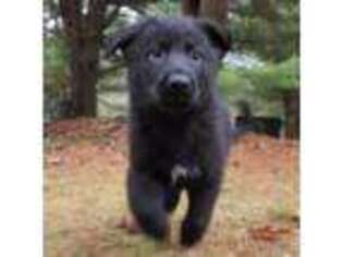 German Shepherd Dog Puppy for sale in Prattsburgh, NY, USA