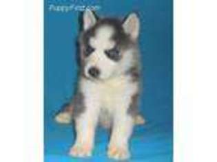 Siberian Husky Puppy for sale in Foxworth, MS, USA