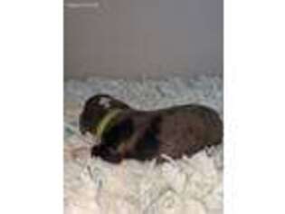 Dachshund Puppy for sale in Lagrange, GA, USA