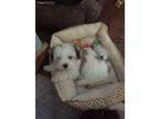 Havanese Puppy for sale in Holly, MI, USA