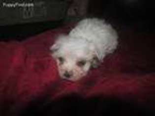 Maltese Puppy for sale in Baskerville, VA, USA