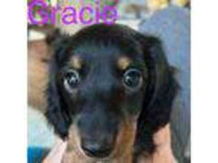Dachshund Puppy for sale in Lovingston, VA, USA