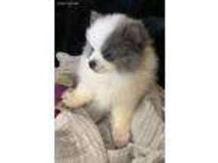 Pomeranian Puppy for sale in Joplin, MO, USA