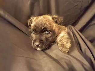 Cairn Terrier Puppy for sale in Salem, OR, USA