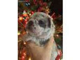 French Bulldog Puppy for sale in Austin, AR, USA