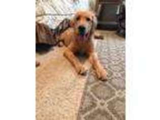 Golden Retriever Puppy for sale in Plano, TX, USA
