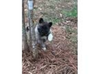 Norwegian Elkhound Puppy for sale in Jonesboro, GA, USA