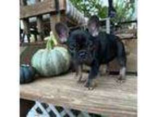 French Bulldog Puppy for sale in Atkinson, IL, USA