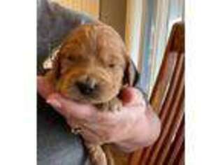 Irish Setter Puppy for sale in El Paso, IL, USA