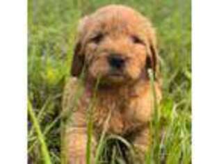 Goldendoodle Puppy for sale in Hillsboro, TX, USA