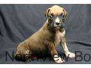 Boxer Puppy for sale in GRAND RAPIDS, MI, USA