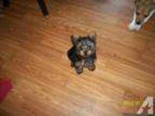 Yorkshire Terrier Puppy for sale in KINGSTON, OH, USA