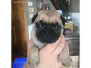 Pug Puppy for sale in Olivia, MN, USA