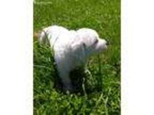Great Pyrenees Puppy for sale in Redfield, IA, USA