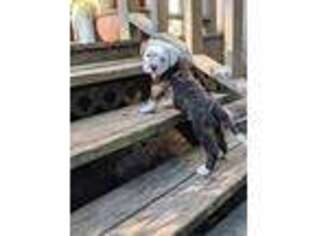 American Bulldog Puppy for sale in Meigs, GA, USA