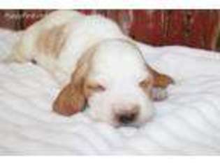 Basset Hound Puppy for sale in Goshen, IN, USA