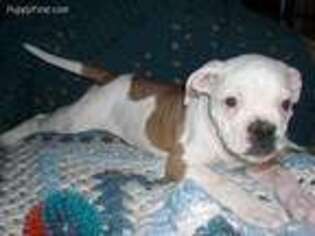 American Bulldog Puppy for sale in Florence, MS, USA