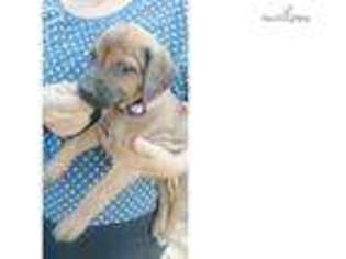 Rhodesian Ridgeback Puppy for sale in Dothan, AL, USA