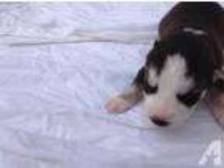 Siberian Husky Puppy for sale in BIVINS, TX, USA