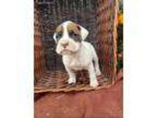 Boxer Puppy for sale in North Adams, MI, USA