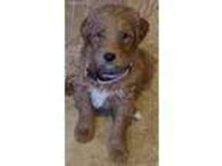 Goldendoodle Puppy for sale in Riverton, KS, USA