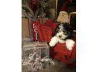 Havanese Puppy for sale in Sayre, PA, USA