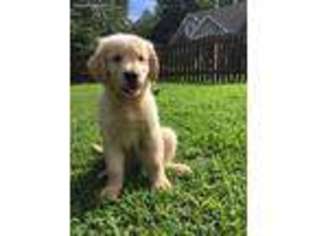 Golden Retriever Puppy for sale in Scottsville, VA, USA