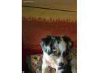 Australian Shepherd Puppy for sale in Mcminnville, OR, USA