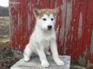Alaskan Malamute Puppy for sale in Mifflinburg, PA, USA