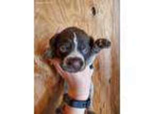 German Wirehaired Pointer Puppy for sale in Brethren, MI, USA