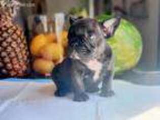 French Bulldog Puppy for sale in Granger, WA, USA
