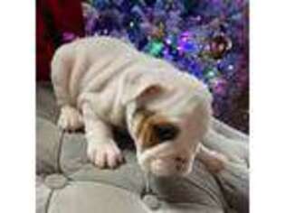 Bulldog Puppy for sale in Hyattsville, MD, USA