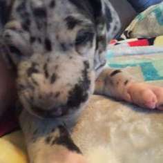 Great Dane Puppy for sale in FALMOUTH, KY, USA