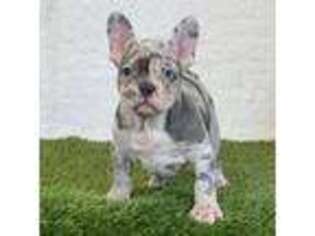 French Bulldog Puppy for sale in Dalton, OH, USA