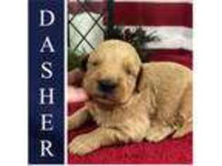 Goldendoodle Puppy for sale in Ewing, KY, USA