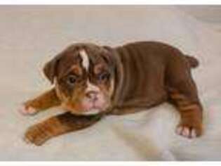 Olde English Bulldogge Puppy for sale in Cunningham, KY, USA