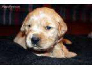 Golden Retriever Puppy for sale in Stockton, CA, USA