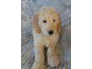 Goldendoodle Puppy for sale in Hilbert, WI, USA