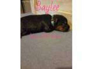 Yorkshire Terrier Puppy for sale in Radcliffe, IA, USA