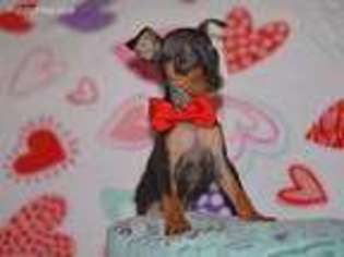 Miniature Pinscher Puppy for sale in Paris, TX, USA
