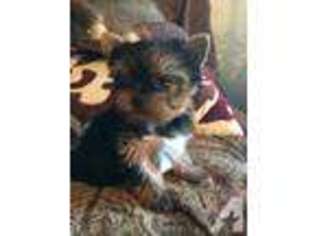 Yorkshire Terrier Puppy for sale in ORINDA, CA, USA