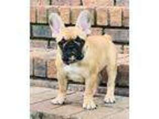 French Bulldog Puppy for sale in Schriever, LA, USA