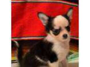 Chihuahua Puppy for sale in Denham Springs, LA, USA