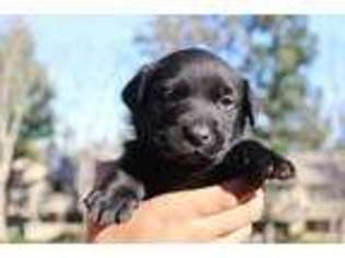 Labrador Retriever Puppy for sale in Rancho Cucamonga, CA, USA