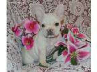 French Bulldog Puppy for sale in Macomb, MO, USA