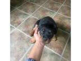 Rottweiler Puppy for sale in Central Islip, NY, USA