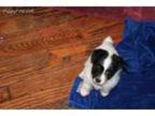 Jack Russell Terrier Puppy for sale in Loganville, GA, USA